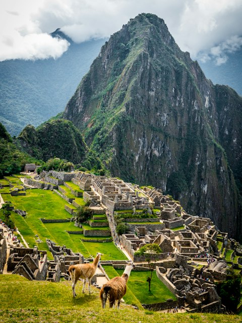 Lhamas diante das ruínas de Machu Picchu, no Peru